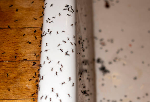 Best Best Pest Control Companies  in Tumter, WA
